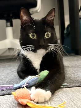 Rescue Domestic Short Hair Cats for Adoption in Canton, Massachusetts - Olive | PetCurious