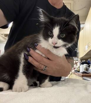 A885071 -  Domestic Medium Hair Cat for Adoption in Camarillo, California - A885071 | PetCurious