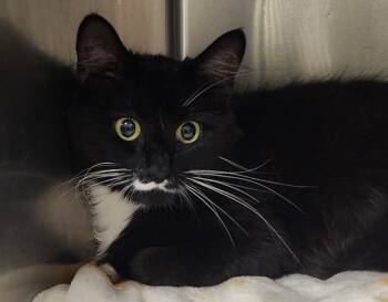 Rescue Domestic Short Hair Cats for Adoption in Meriden, Connecticut - Mariposa | PetCurious