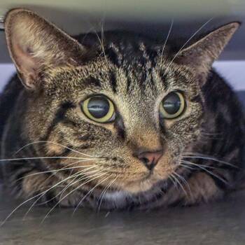 Puppy -  Domestic Short Hair Cat for Adoption in Kennebunk, Maine - Puppy | PetCurious