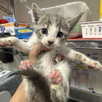 Domestic Short Hair Cats Available for Adoption in League City, Texas - Power | PetCurious