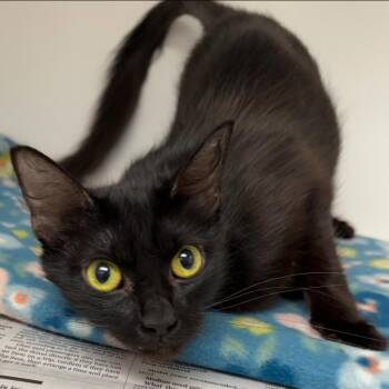 Selah (1) -  Domestic Short Hair Cat for Adoption in Marshall, Texas - Selah (1) | PetCurious