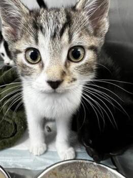 Domestic Short Hair Cats Available for Adoption - Achachak (Spirit) | PetCurious