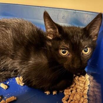 August -  Domestic Short Hair Cat for Adoption in Prince Frederick, Maryland - August | PetCurious