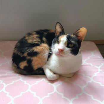 Rescue Domestic Short Hair Cats for Adoption in Fairfax, Virginia - Sugar | PetCurious