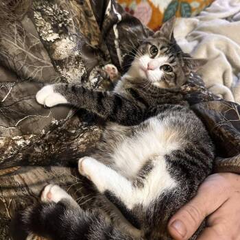 Domestic Short Hair Cats Available for Adoption - Taz | PetCurious