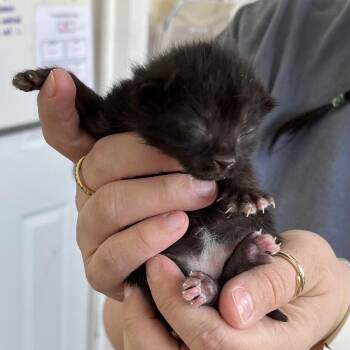 Domestic Short Hair Cats Available for Adoption in Chapel Hill, North Carolina - Starlight | PetCurious