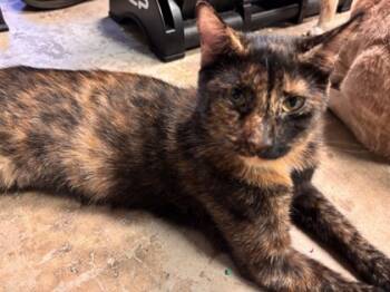 Rescue Domestic Short Hair Cats for Adoption in Atlanta, Georgia - Cali | PetCurious