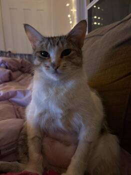 Domestic Short Hair Cats Available for Adoption in Seattle, Washington - Sloane | PetCurious