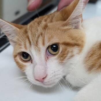 Tyson -  Domestic Short Hair Cat for Adoption in Canton, Illinois - Tyson | PetCurious