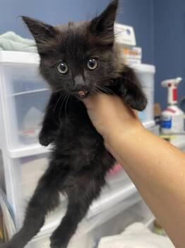 SQUIGGLES* -  Domestic Medium Hair Cat for Adoption in Santa Cruz, California - SQUIGGLES* | PetCurious