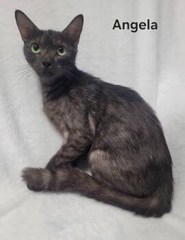 Rescue Domestic Short Hair Cats for Adoption in Laplace, Louisiana - Angela | PetCurious