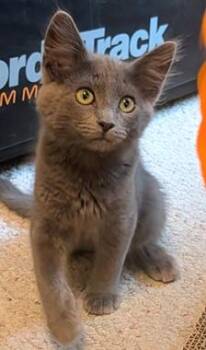 Earl Grey A -  Domestic Short Hair Cat for Adoption in North Highlands, California - Earl Grey A | PetCurious