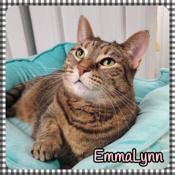 Domestic Short Hair Cats Available for Adoption in Marseilles, Illinois - EmmaLynn | PetCurious