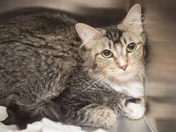 ARIZONA -  Domestic Short Hair Cat for Adoption in Phoenix, Arizona - ARIZONA | PetCurious
