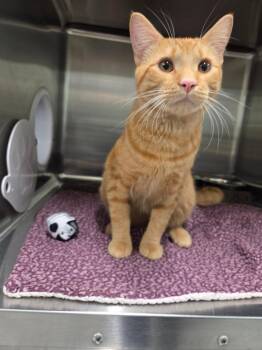Bear -  Domestic Short Hair Cat for Adoption in Athens, Tennessee - Bear | PetCurious