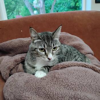 Rescue Domestic Short Hair Cats for Adoption in Springfield, Oregon - Josie | PetCurious