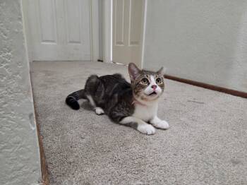 Rescue Domestic Short Hair Cats for Adoption in Vacaville, California - Socks | PetCurious