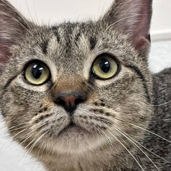 Domestic Short Hair Cats Available for Adoption in Philadelphia, Pennsylvania - Jim | PetCurious