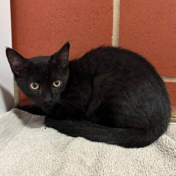 Kona -  Domestic Short Hair Cat for Adoption in Cabot, Arkansas - Kona | PetCurious