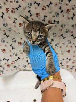 CLAMANTHA -  Domestic Short Hair Cat for Adoption in Riverside, California - CLAMANTHA | PetCurious