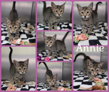 Annie -  Domestic Short Hair Cat for Adoption in Universal City, Texas - Annie | PetCurious