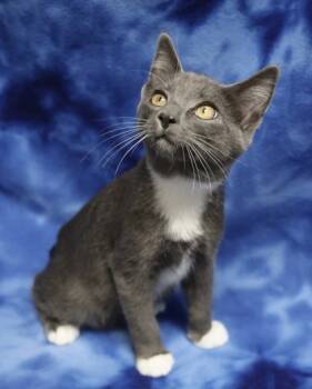 Rescue Domestic Short Hair Cats for Adoption in Hastings, Minnesota - Stitch | PetCurious