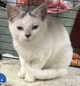Rescue Domestic Short Hair Cats for Adoption in Ottawa Hills, Ohio - Cottonball | PetCurious