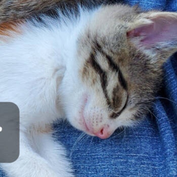 Rescue Domestic Short Hair Cats for Adoption in Rochester, Minnesota - Barbie | PetCurious