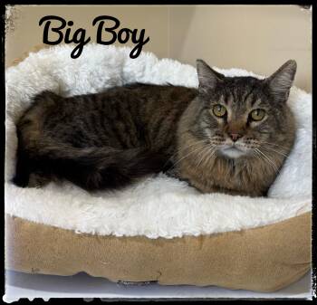 Rescue Domestic Medium Hair Cats for Adoption in El Cajon, California - Big Boy | PetCurious