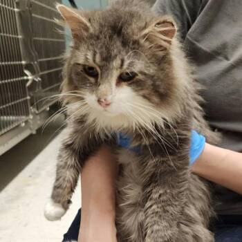 Domestic Long Hair Cats Available for Adoption - Cassian | PetCurious
