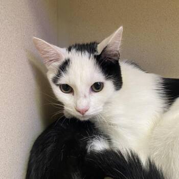 Raiden -  American Shorthair Cat for Adoption in Westhampton, New York - Raiden | PetCurious