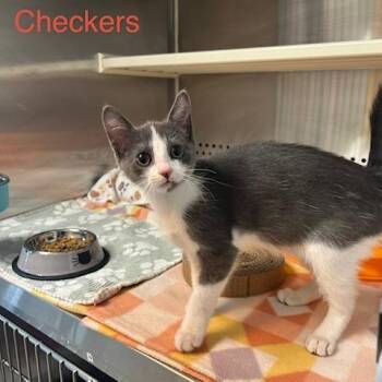 Checkers -  Domestic Short Hair Cat for Adoption in Knoxville, Tennessee - Checkers | PetCurious