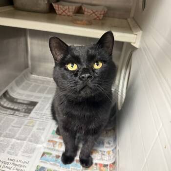 Rescue Domestic Short Hair Cats for Adoption in Raleigh, North Carolina - Panther | PetCurious
