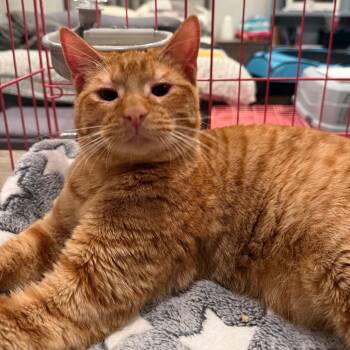 Domestic Short Hair Cats Available for Adoption - Sammy | PetCurious