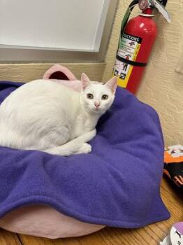 Rescue Turkish Angora Cats for Adoption in Parlier, California - Coconut | PetCurious