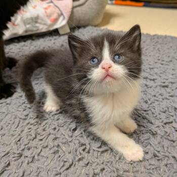 Claw Laurent -  Domestic Long Hair Cat for Adoption in Toledo, Ohio - Claw Laurent | PetCurious