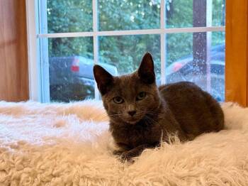 Bumble Bee -  Domestic Short Hair Cat for Adoption in Candler, North Carolina - Bumble Bee | PetCurious