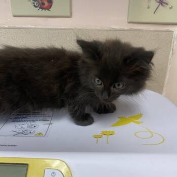 Screech -  Domestic Medium Hair Cat for Adoption in Columbus, Georgia - Screech | PetCurious