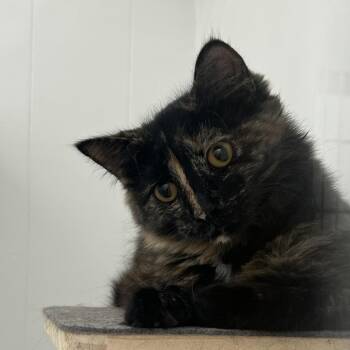 Rescue Tortoiseshell Cats for Adoption in St. Louis, Missouri - Sabrina | PetCurious