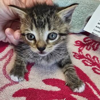 Rescue Domestic Short Hair Cats for Adoption in Madisonville, Tennessee - Lynx | PetCurious