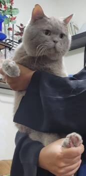 Rescue British Shorthair Cats for Adoption in Snow Hill, Maryland - Pebbles | PetCurious