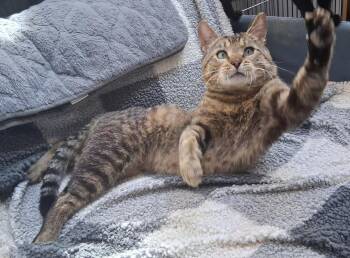 Murray -  Domestic Short Hair Cat for Adoption in Courtenay, British Columbia - Murray | PetCurious