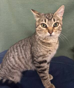 Rescue Domestic Short Hair Cats for Adoption in Wabash, Indiana - Juniper | PetCurious