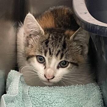 Mellie -  Domestic Short Hair Cat for Adoption in Port Charlotte, Florida - Mellie | PetCurious