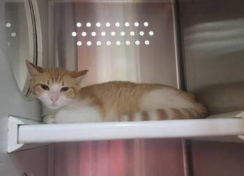 SANDY -  Domestic Short Hair Cat for Adoption in St. Peters, Missouri - SANDY | PetCurious
