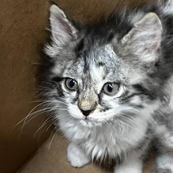 Tammy -  Domestic Long Hair Cat for Adoption in Tampa, Florida - Tammy | PetCurious