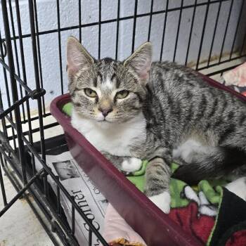 Waffles 26-0412 -  Domestic Short Hair Cat for Adoption in Yanceyville, North Carolina - Waffles 26-0412 | PetCurious