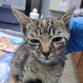 Aster -  Domestic Medium Hair Cat for Adoption in Summerville, South Carolina - Aster | PetCurious