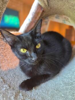Olive -  Bombay and Domestic Short Hair Cat for Adoption in Woodinville, Washington - Olive | PetCurious